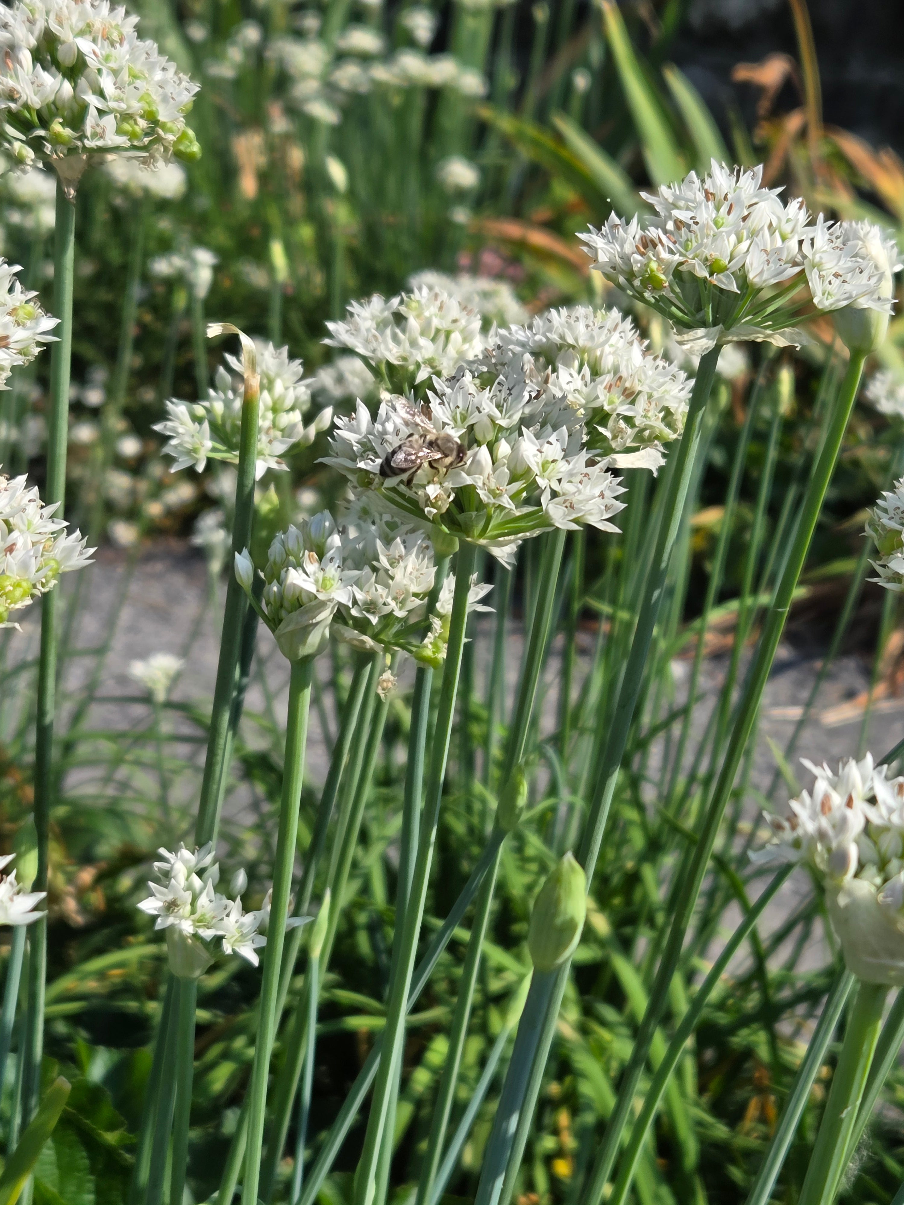 我的攝影集 瑞士伯恩