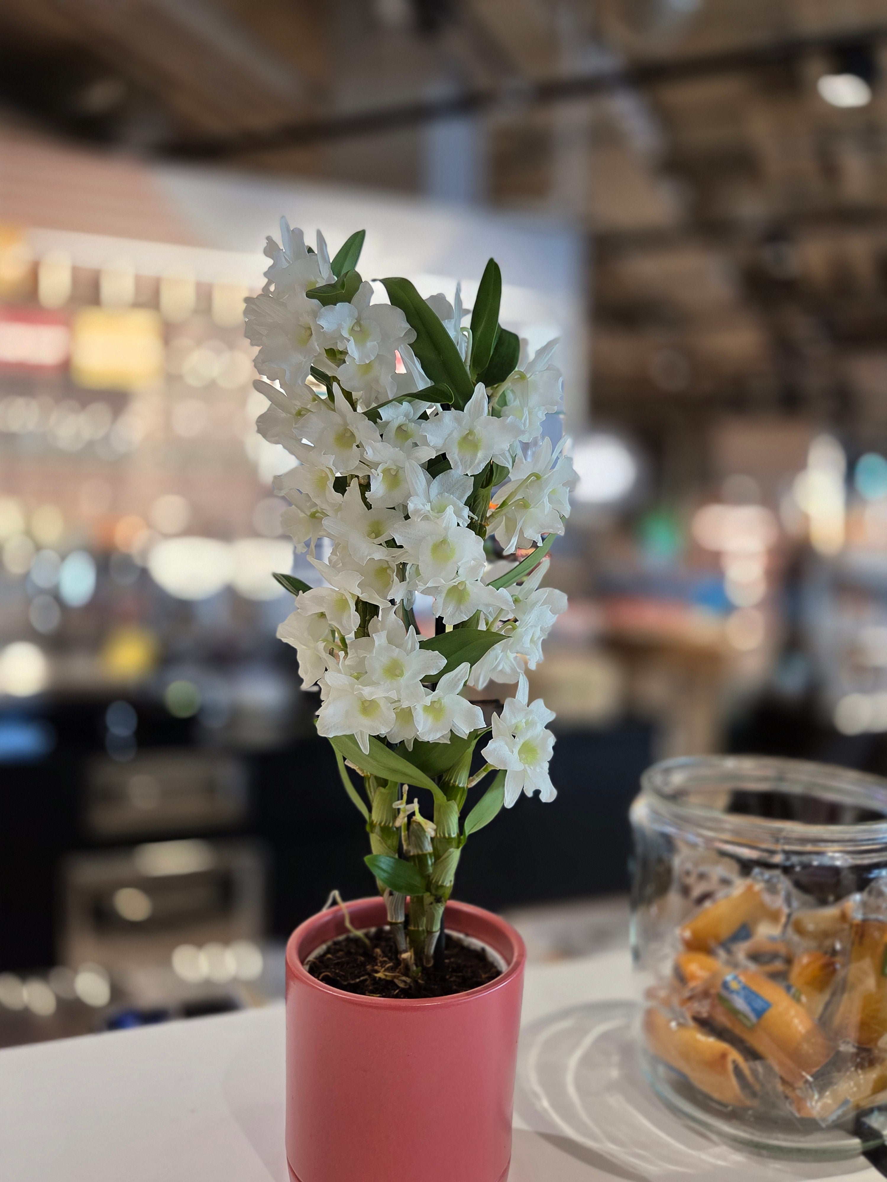 我的攝影集 瑞士伯恩