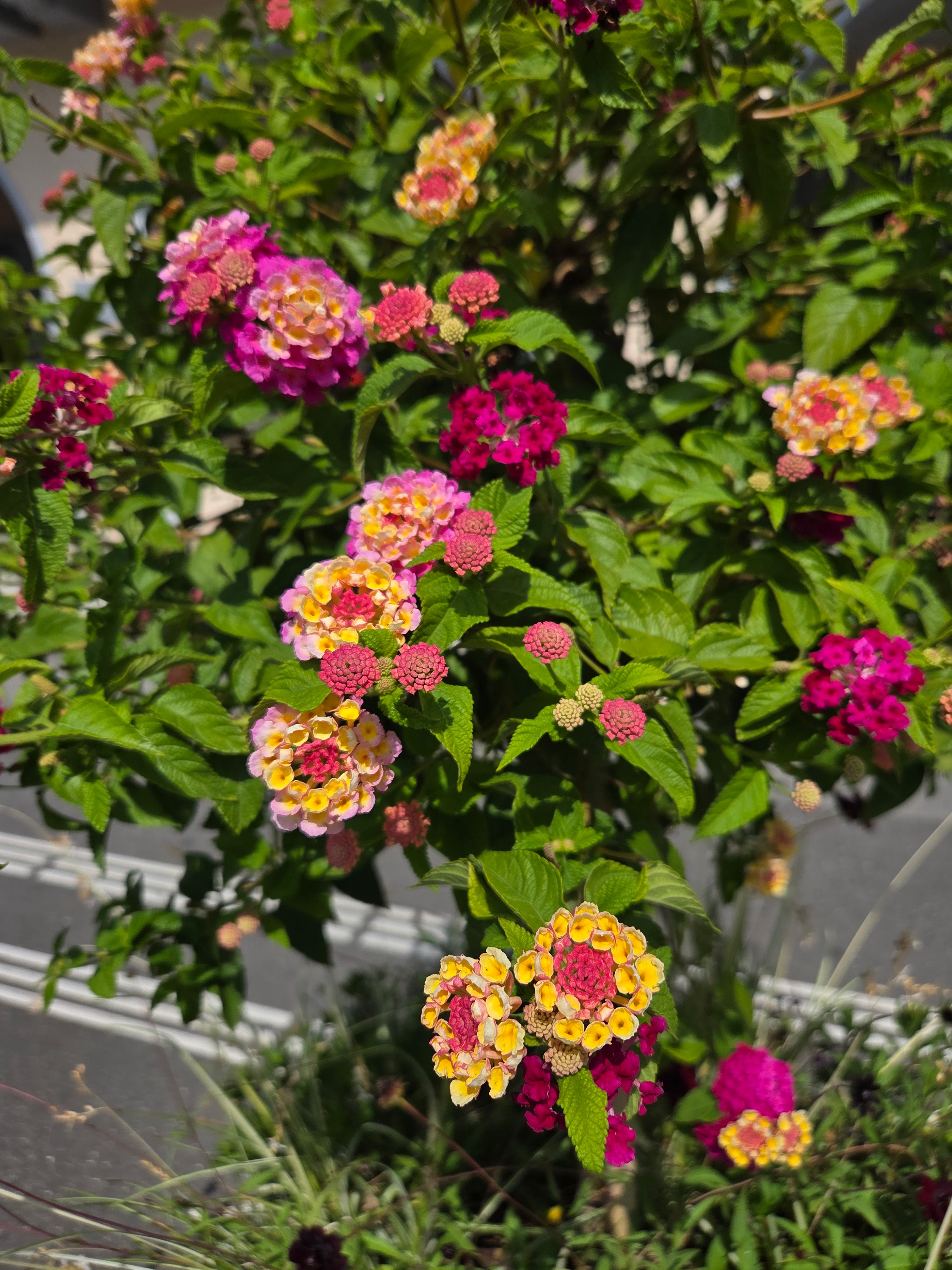 我的攝影集 瑞士陸森