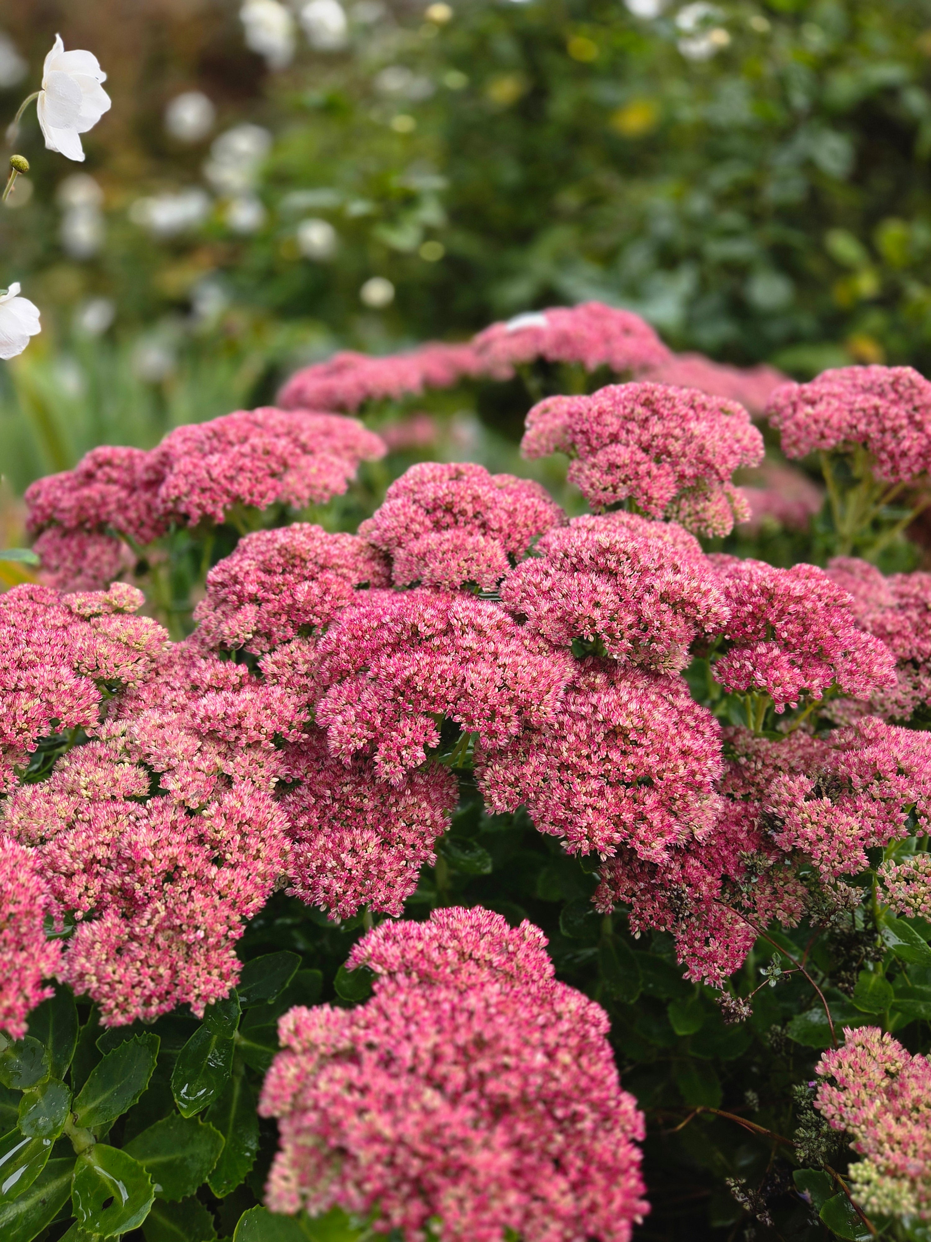 我的攝影集 倫敦