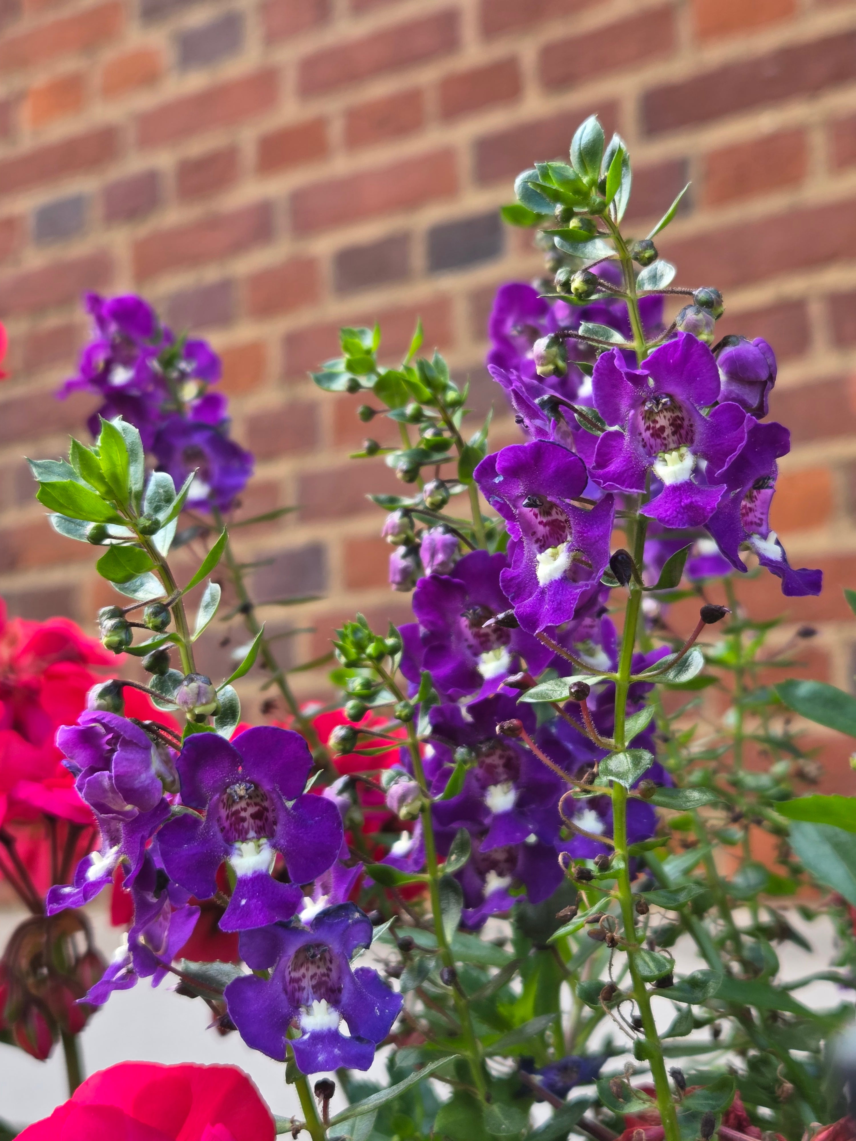 我的攝影集 倫敦