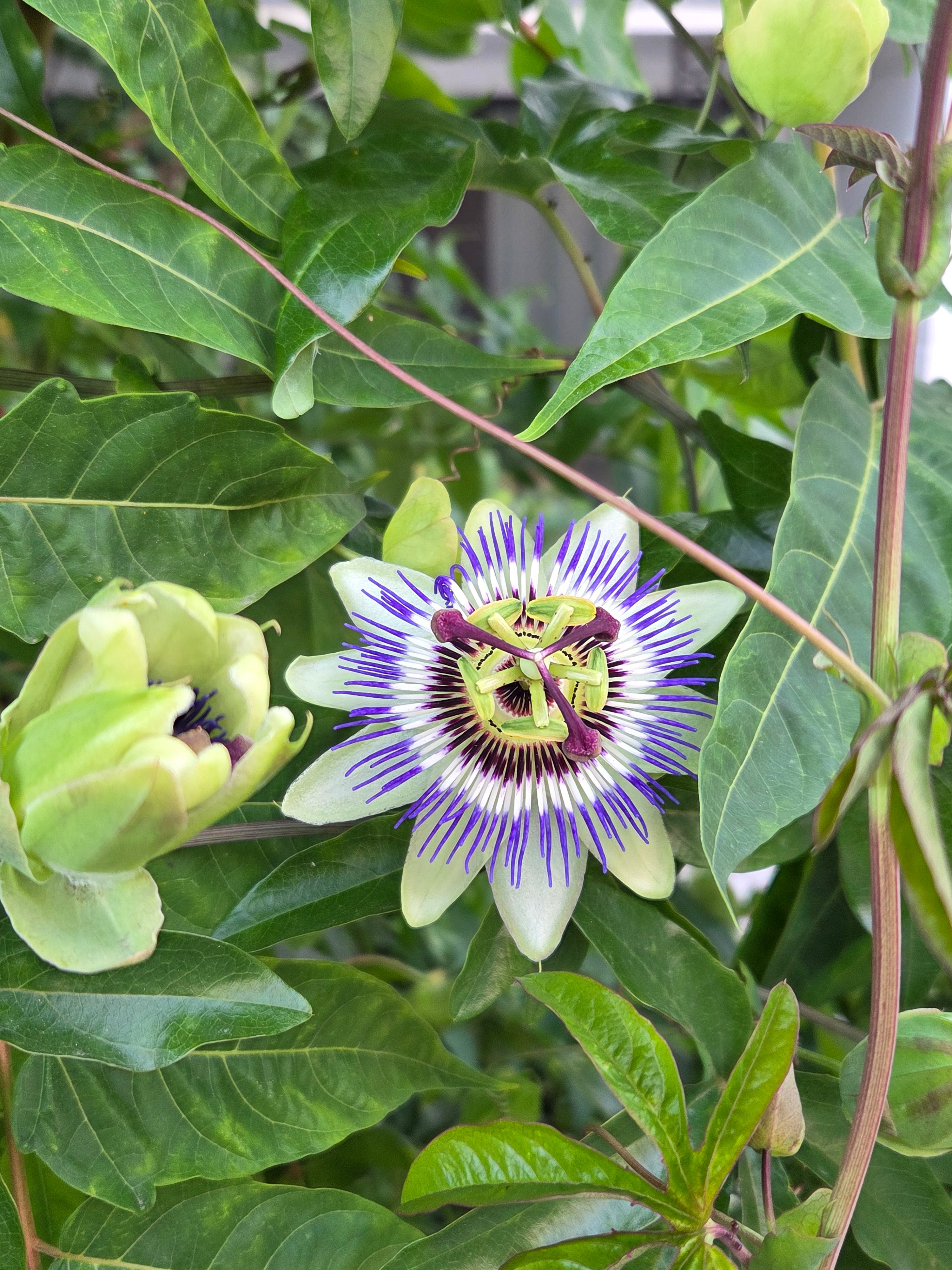 我的攝影集 倫敦