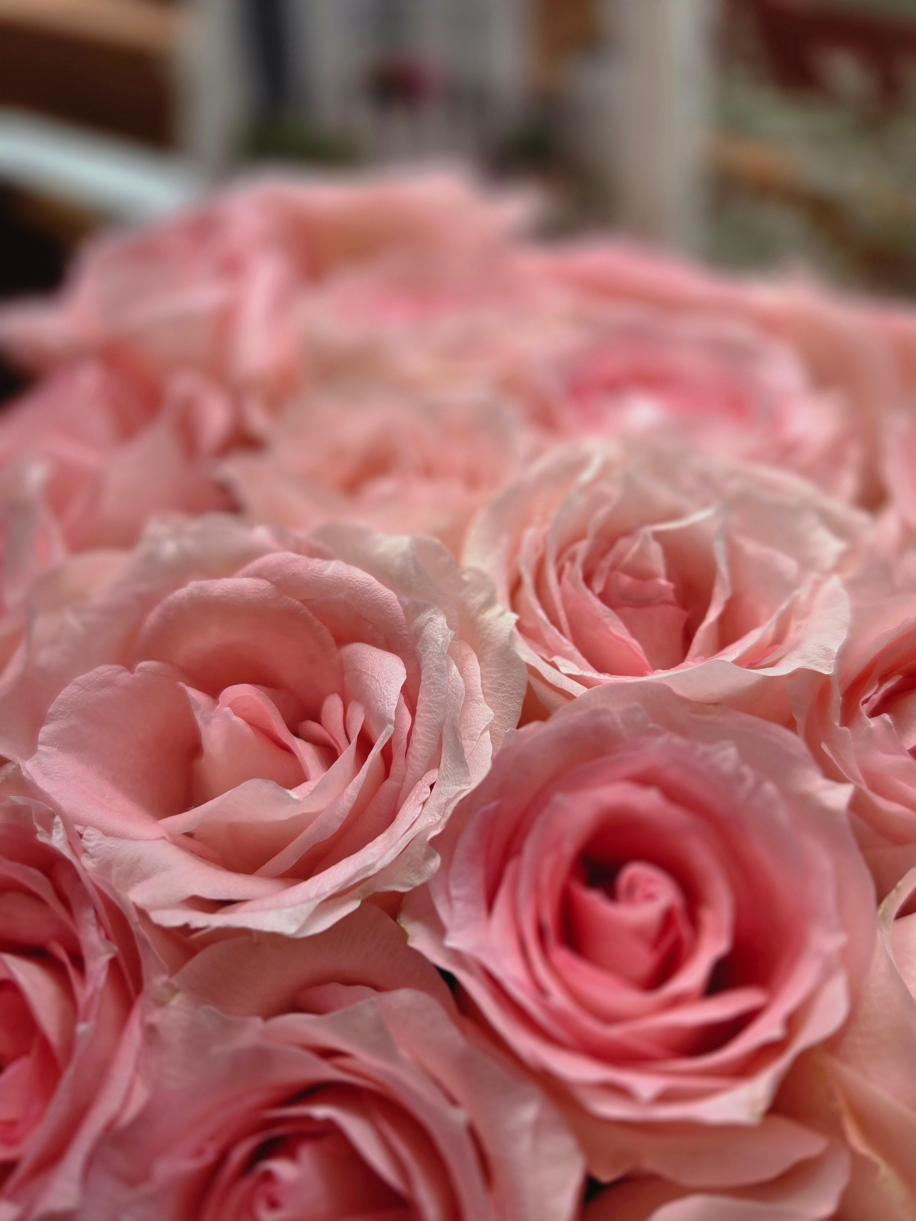 20支玫瑰花盒 box.28（歐洲明信片免費贈送 💌）