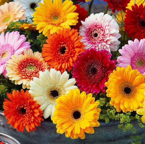 (橙色) 精緻非洲菊花束 flo.38（歐洲明信片免費贈送 💌）